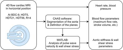 Cardiovascular deconditioning and impact of artificial gravity during 60-day head-down bed rest—Insights from 4D flow cardiac MRI